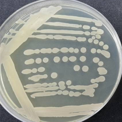 Bacillus licheniformis-BNCC