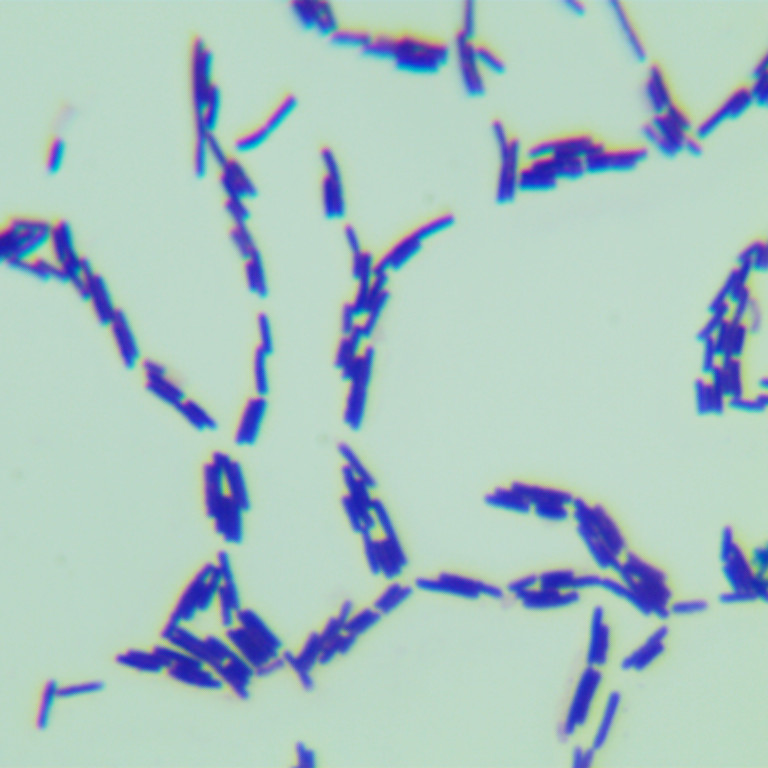 Bacillus licheniformis-BNCC