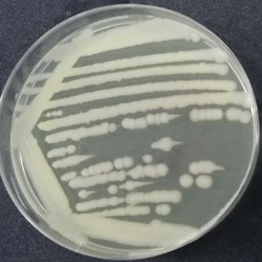 Bacillus subtilis-BNCC