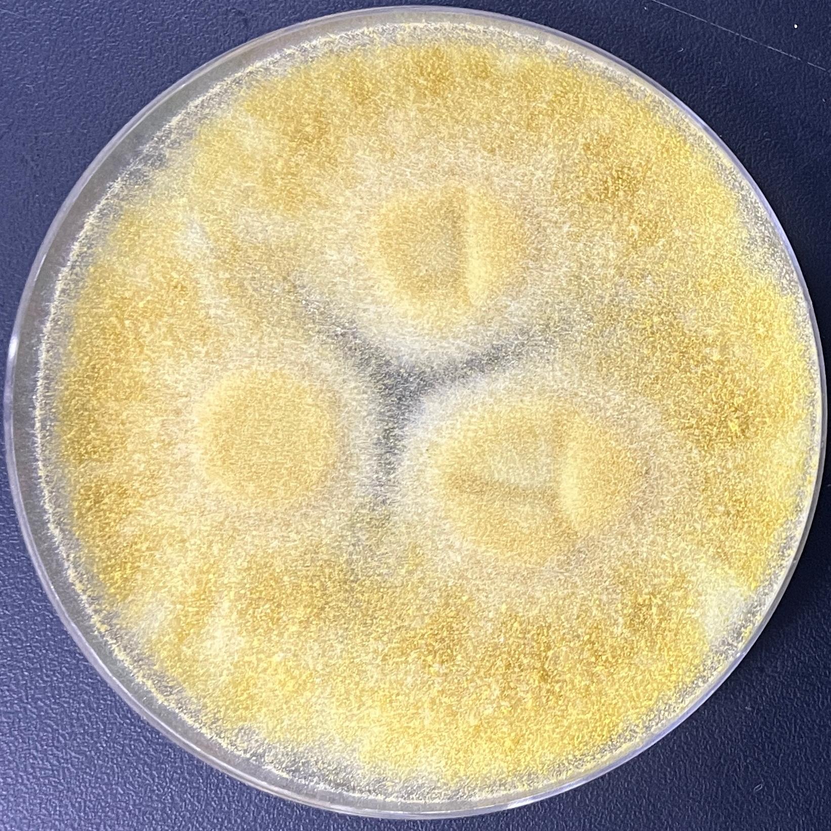 Aspergillus oryzae-BNCC