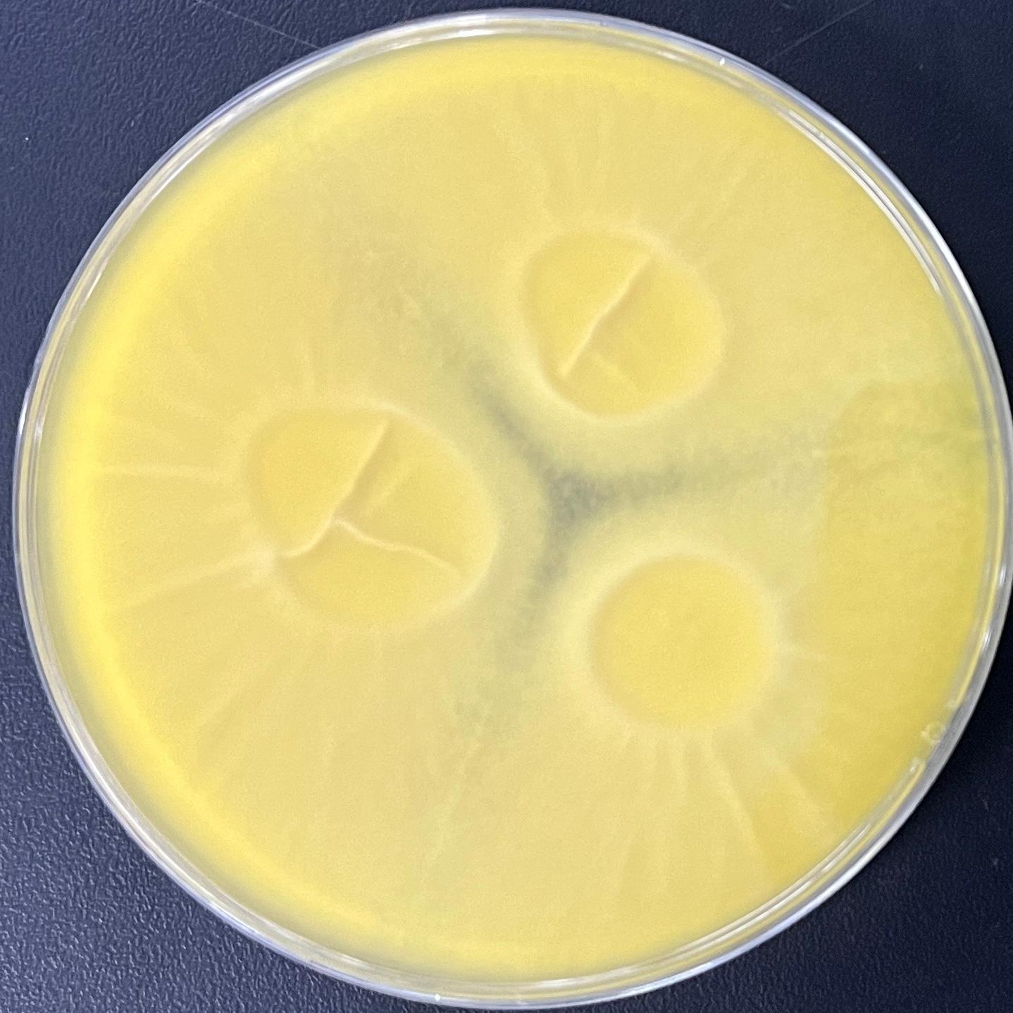 Aspergillus oryzae-BNCC