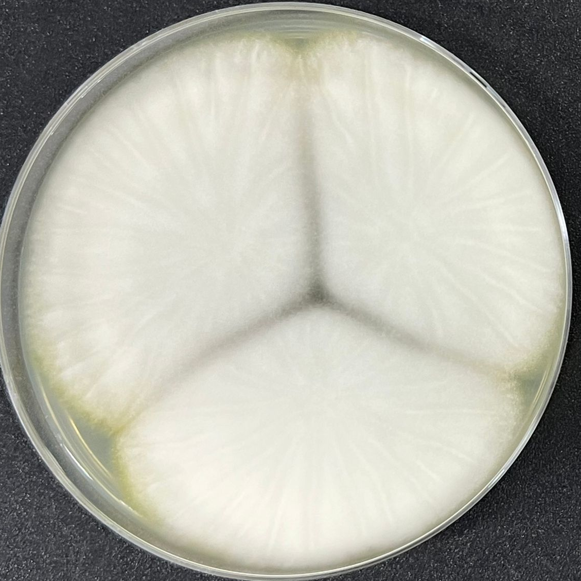Ryukyu Aspergillus-BNCC