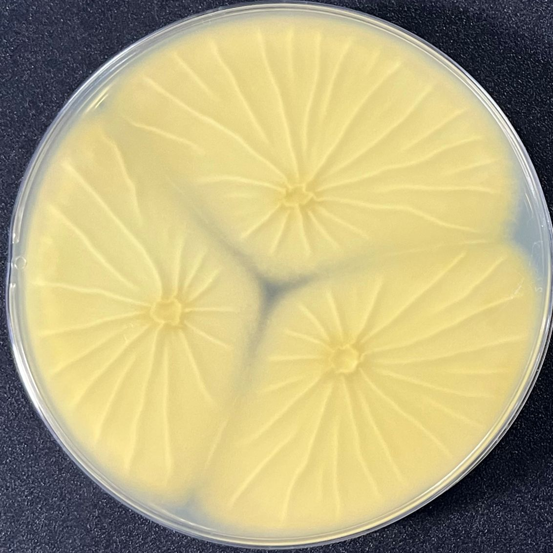 Ryukyu Aspergillus-BNCC