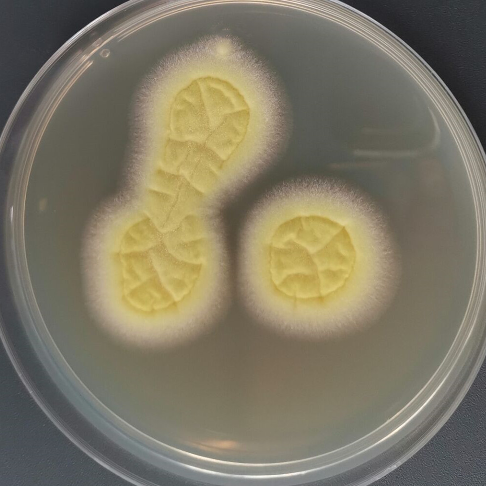Aspergillus niger-BNCC
