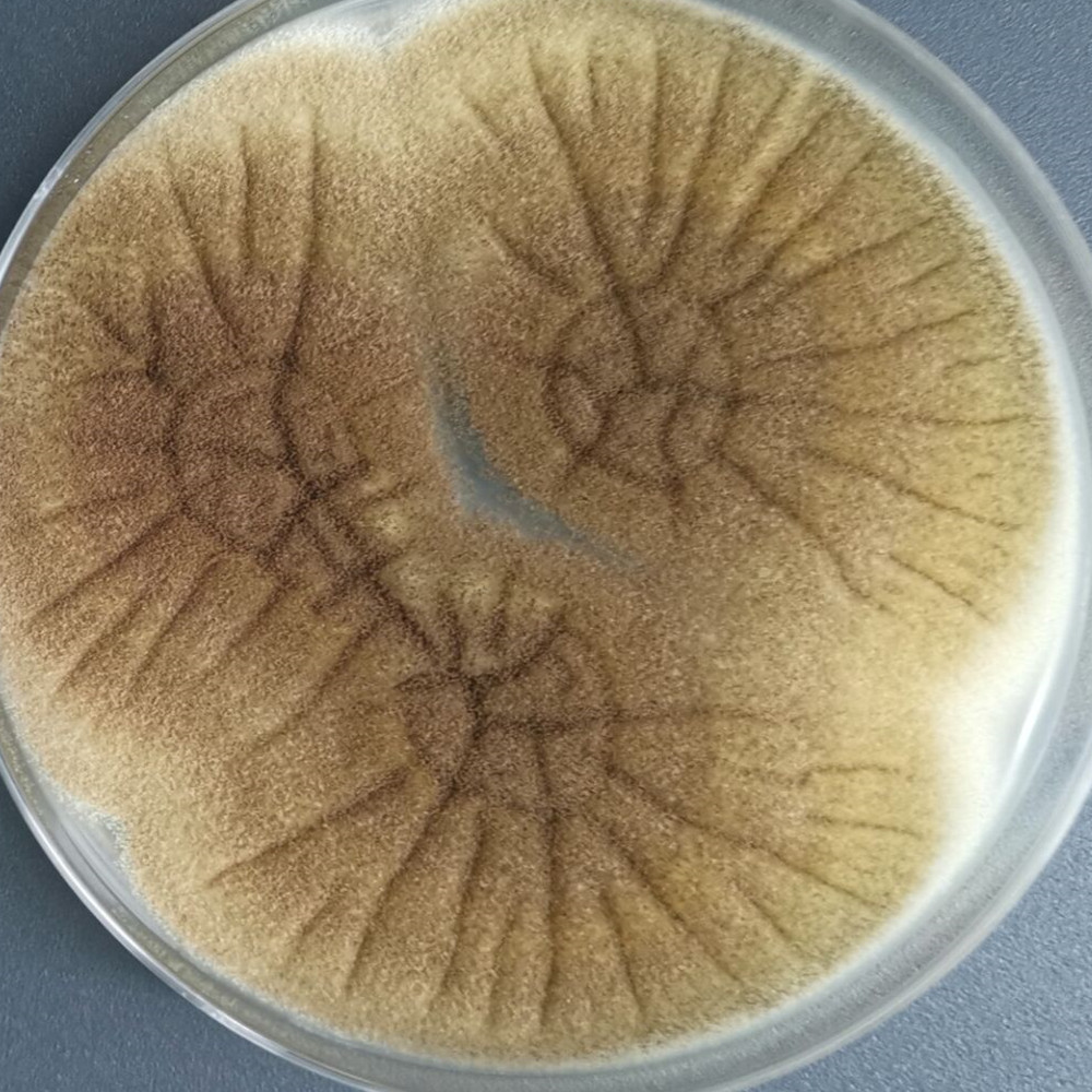 Aspergillus niger-BNCC
