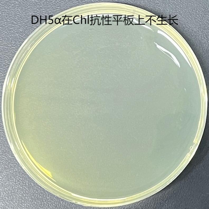 S17-1 λ pir (containing pRE112 plasmid) Escherichia coli-BNCC