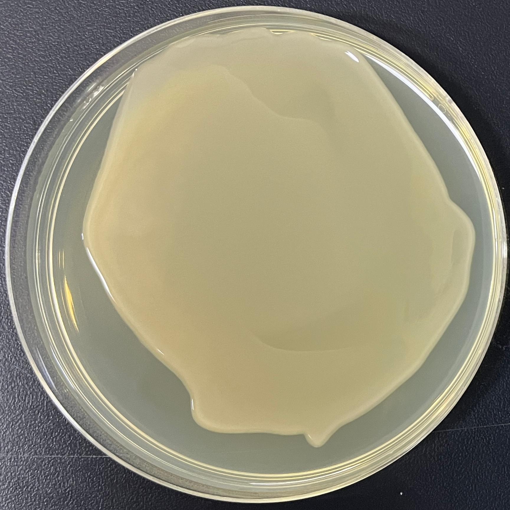 S17-1 λ pir (containing pRE112 plasmid) Escherichia coli-BNCC