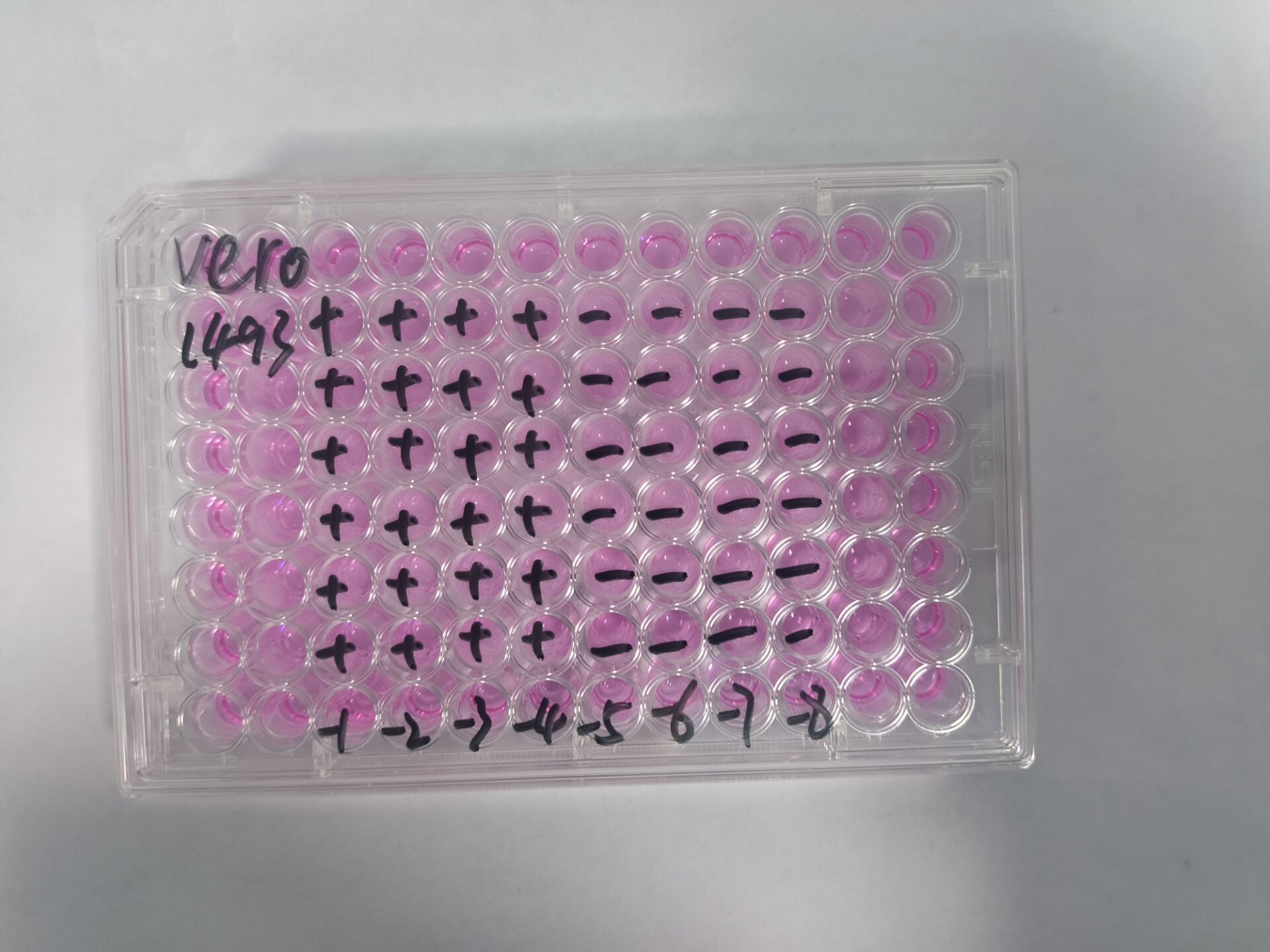 Human Herpesvirus 1-BNCC