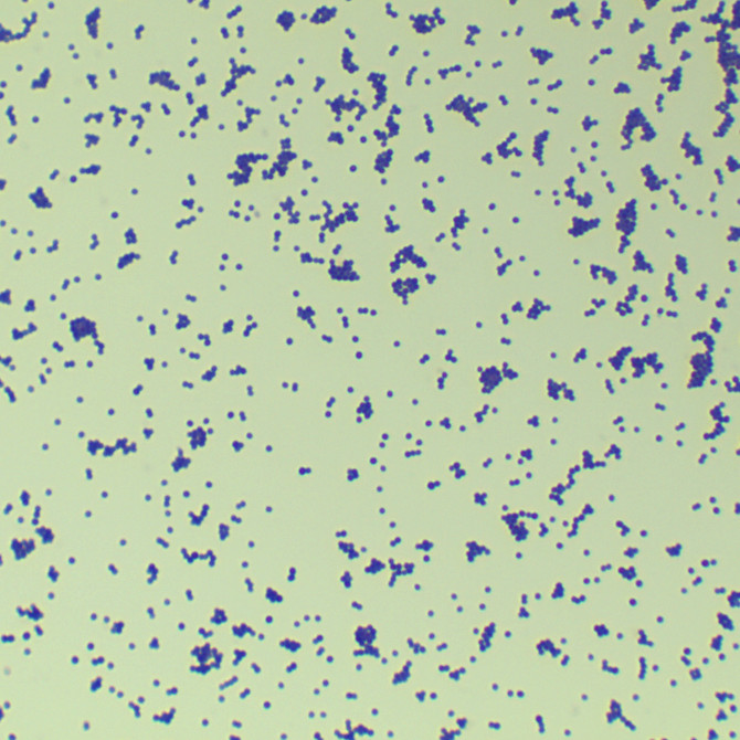 Staphylococcus aureus MRSA strain usa300-BNCC