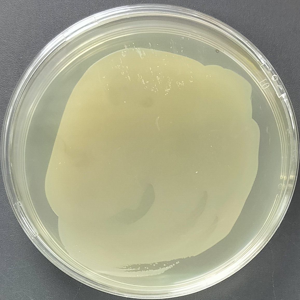 Staphylococcus aureus MRSA strain usa300-BNCC