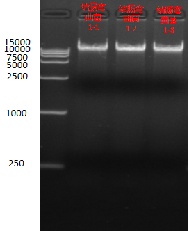 Standard quality control product for nucleic acid of Campylobacter coli-BNCC