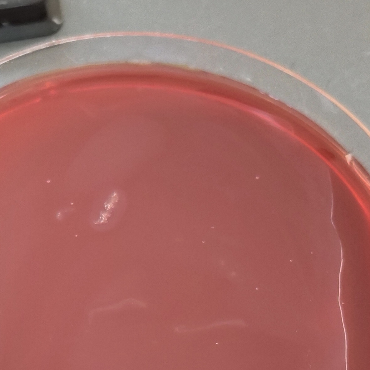 Standard quality control product for nucleic acid of Campylobacter coli-BNCC