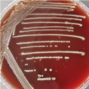 Beef roaming bacteria-BNCC