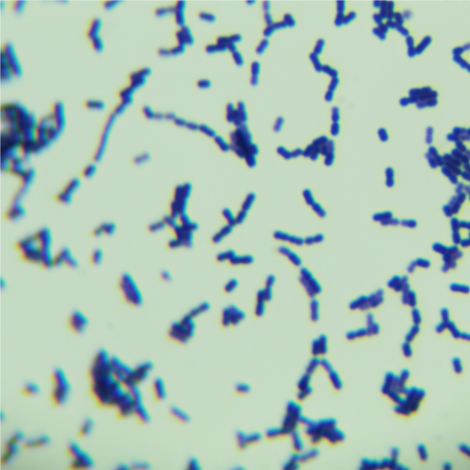 Beef roaming bacteria-BNCC