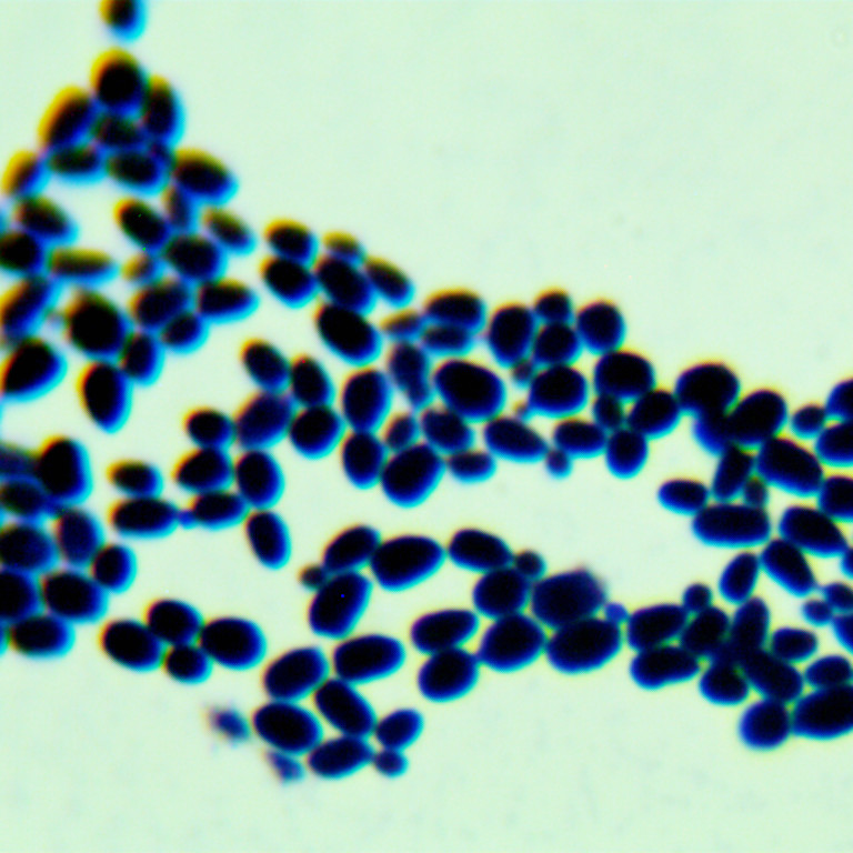Jeding Seiberlindner's yeast-BNCC
