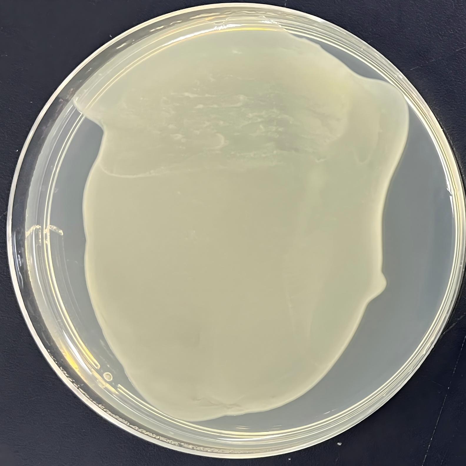 DH5 α (containing pTO-T7 plasmid) Escherichia coli-BNCC