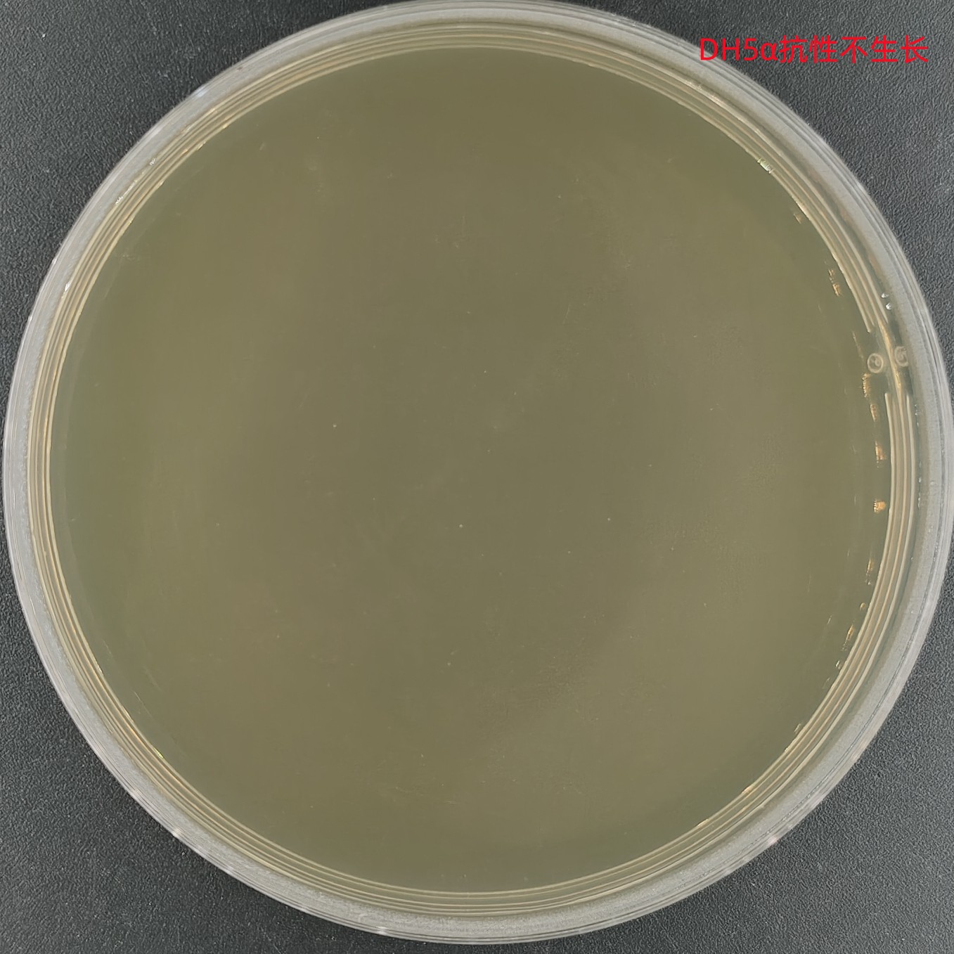Escherichia coli Stable-BNCC