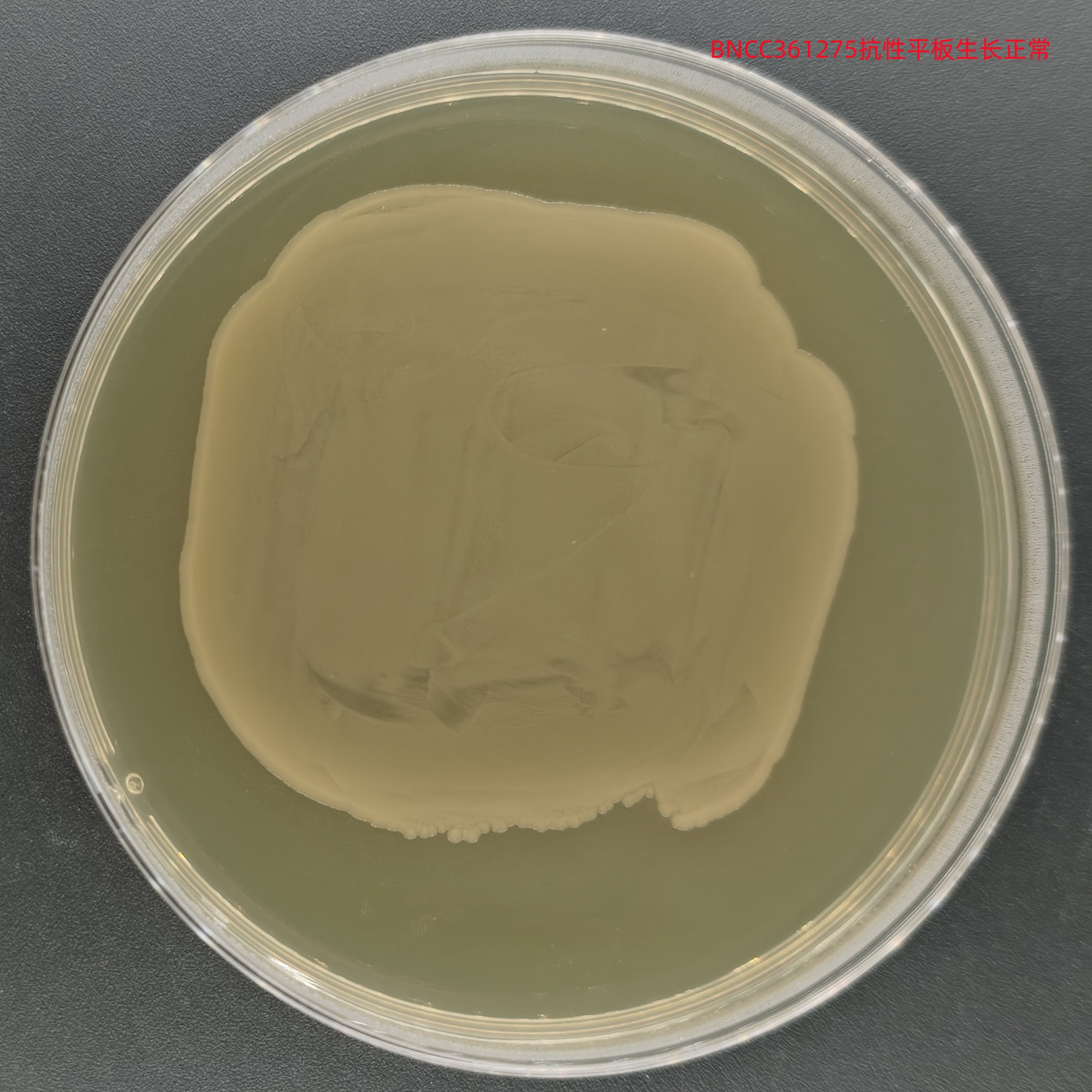 Escherichia coli Stable-BNCC