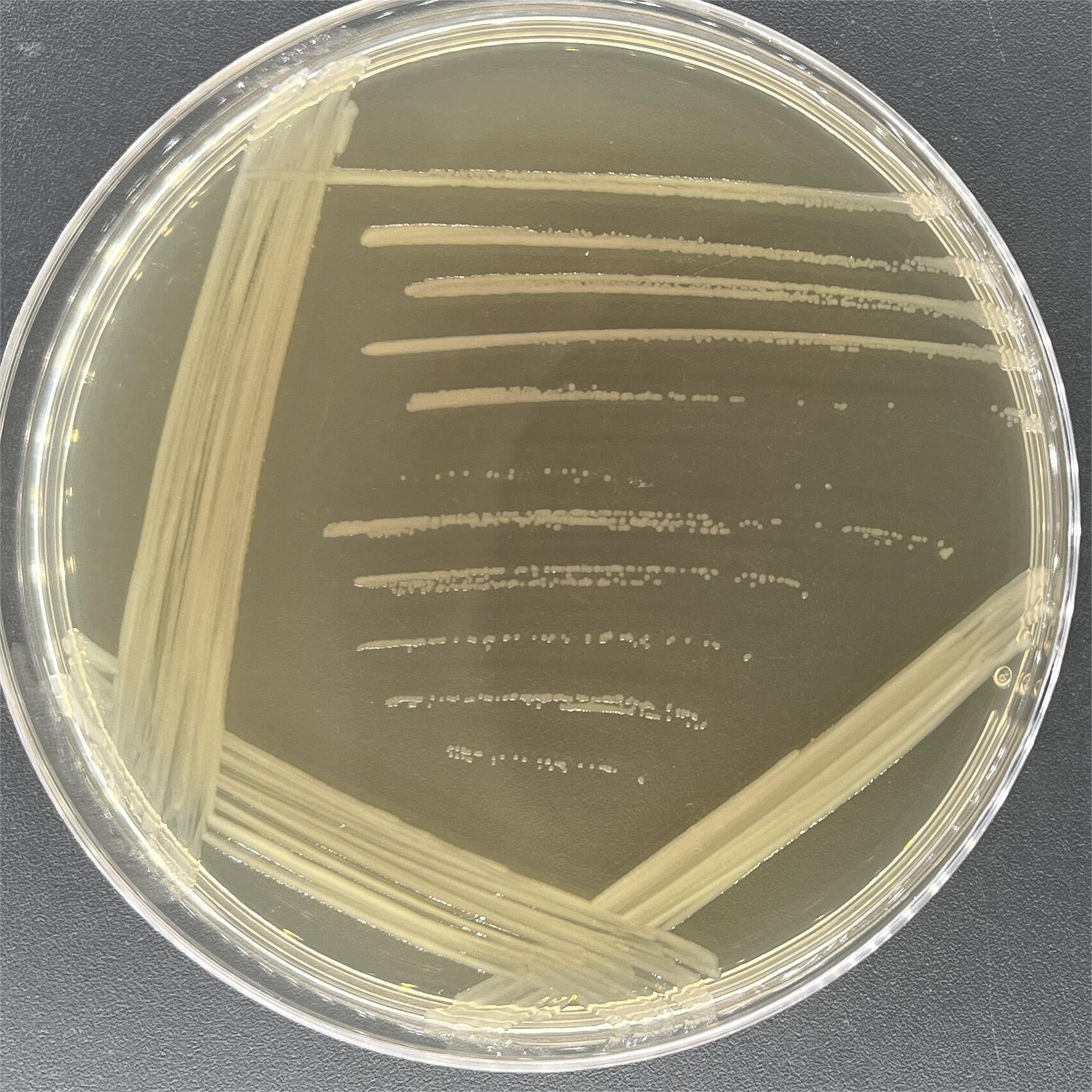 Alkaloid halophilic rod-shaped bacteria-BNCC