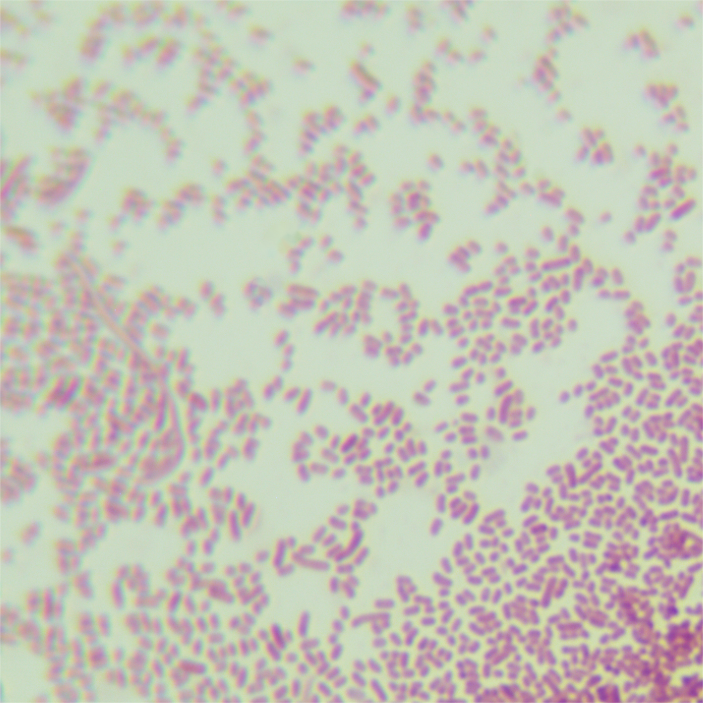 Alkaloid halophilic rod-shaped bacteria-BNCC