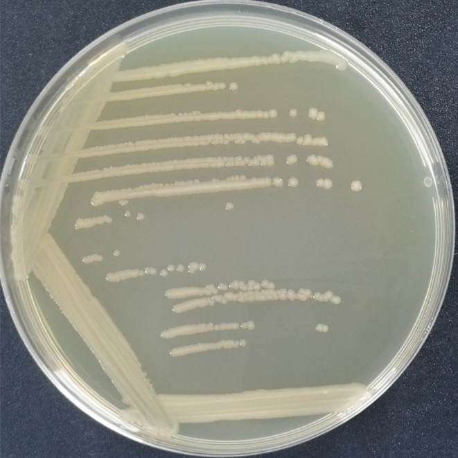 Escherichia coli-BNCC