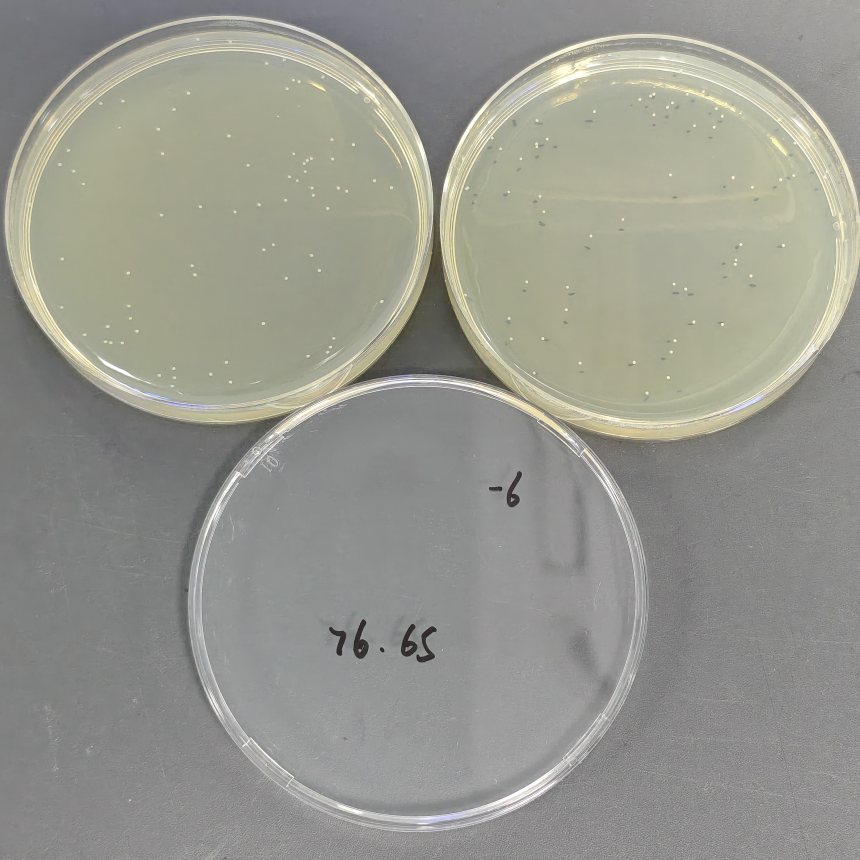 Quantitative strains of staphylococcus aureus-BNCC