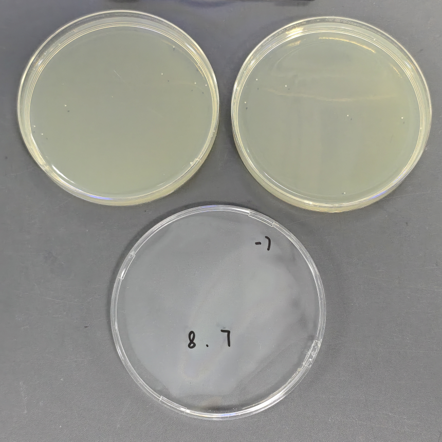 Quantitative strains of staphylococcus aureus-BNCC