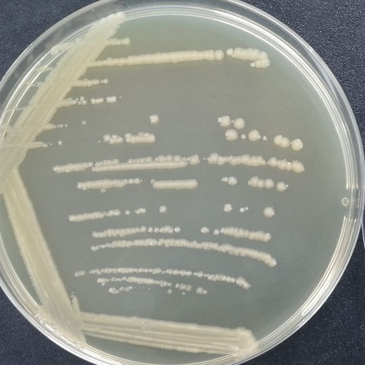 Escherichia coli-BNCC