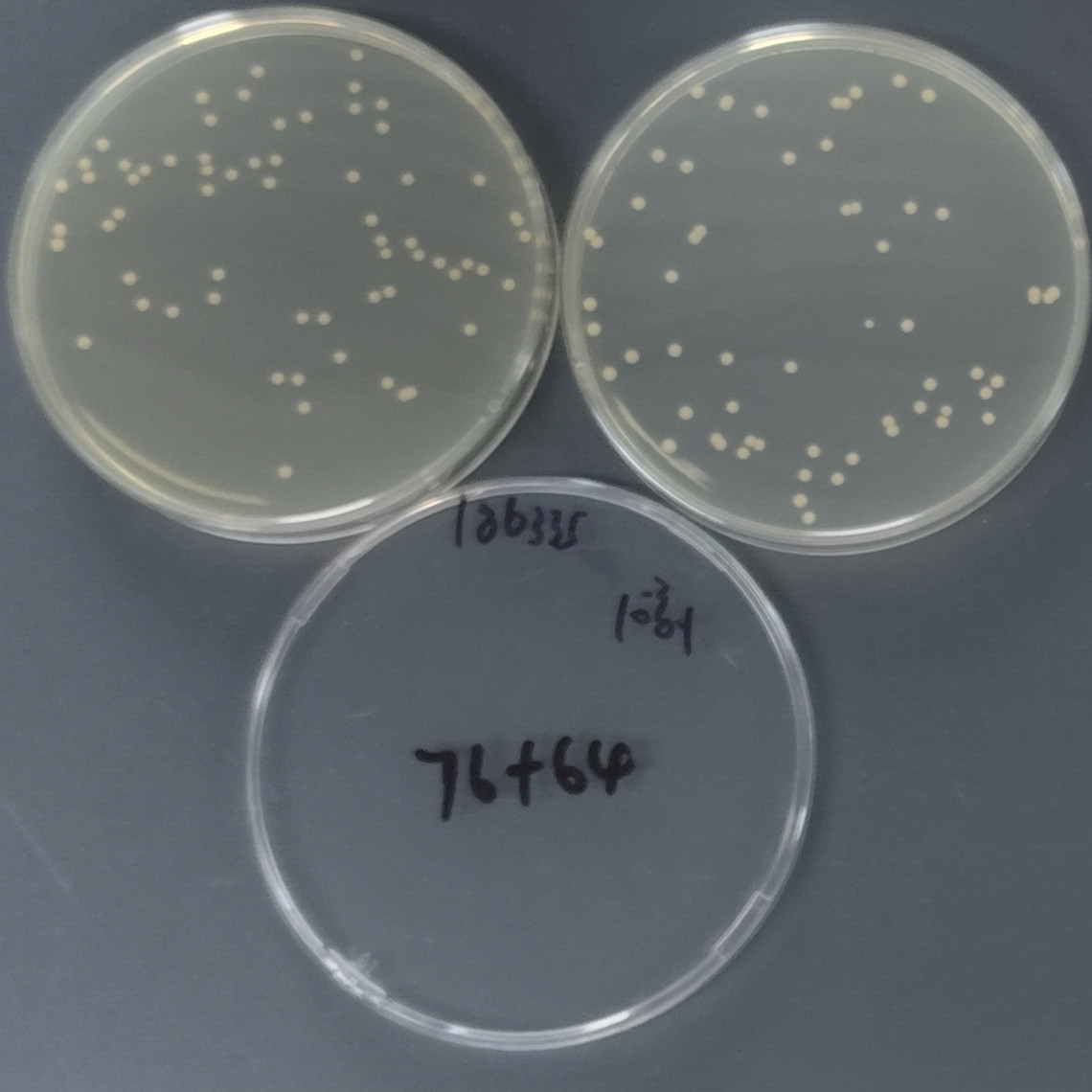 Staphylococcus aureus Quantitative Strain-BNCC