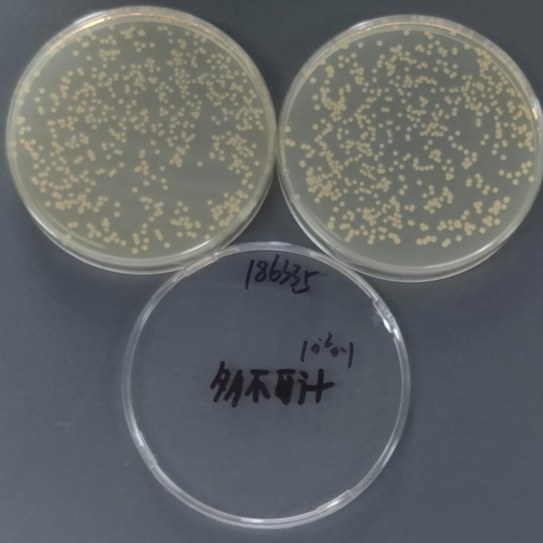 Staphylococcus aureus Quantitative Strain-BNCC