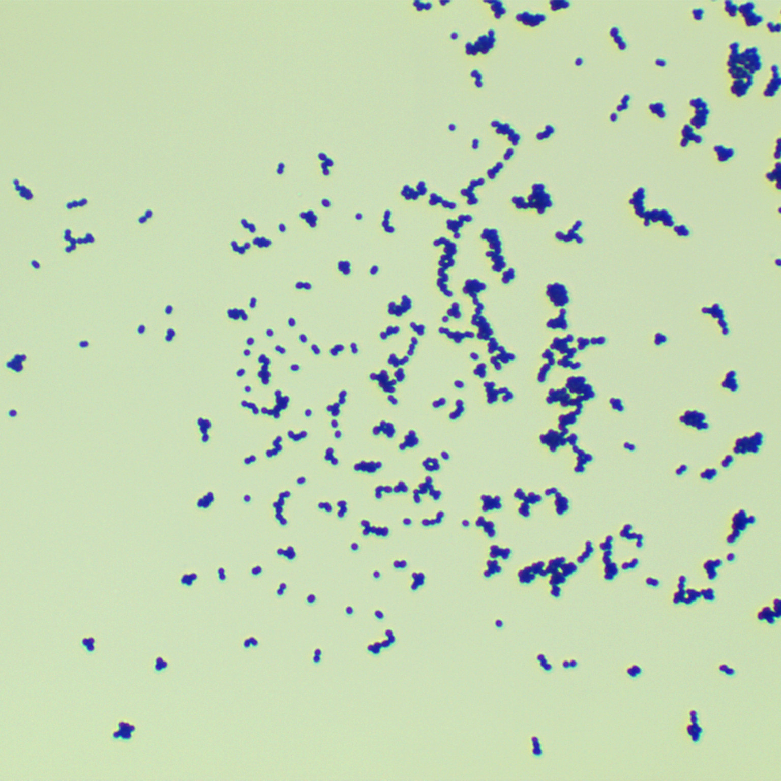 Streptococcus pyogenes-BNCC