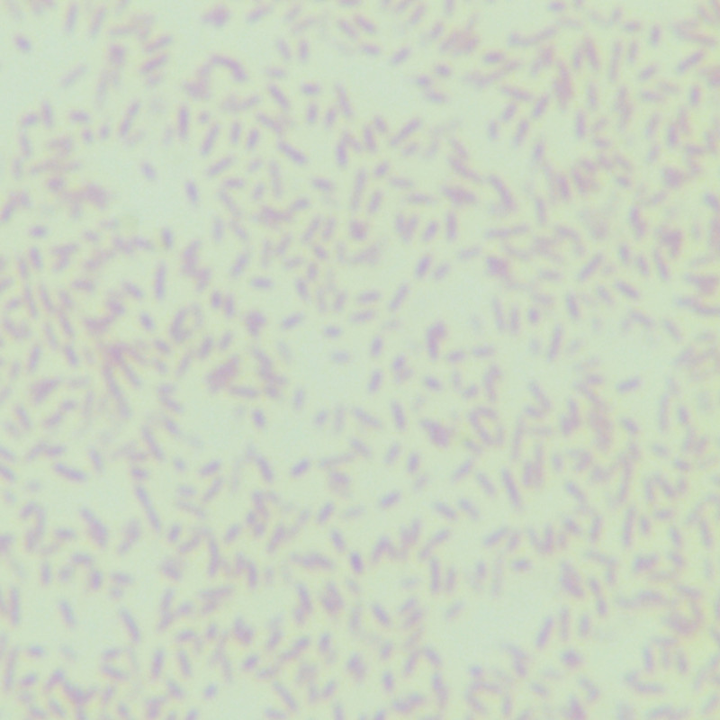 Prevotella marcescens-BNCC