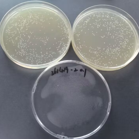 Quantitative strain of Bacillus subtilis-BNCC