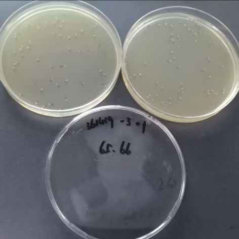 Quantitative strain of Bacillus subtilis-BNCC