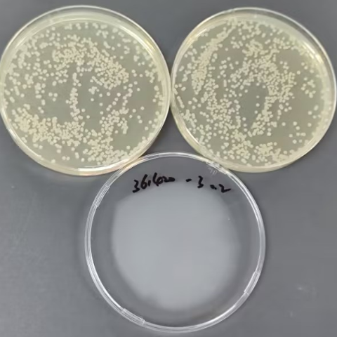 Bacillus subtilis Quantitative Strain-BNCC