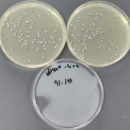 Bacillus subtilis Quantitative Strain-BNCC