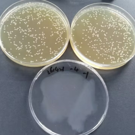 Quantitative strain of Bacillus subtilis-BNCC