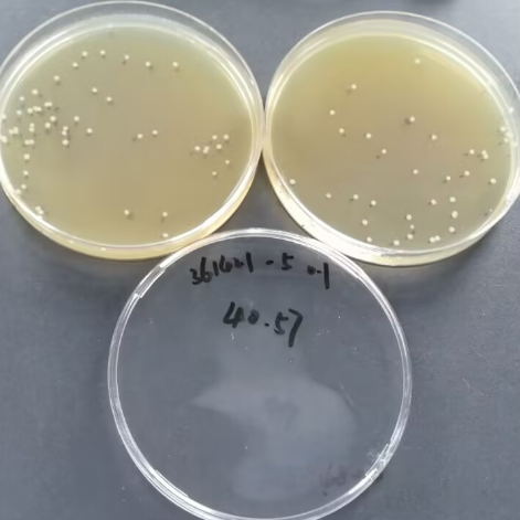 Quantitative strain of Bacillus subtilis-BNCC