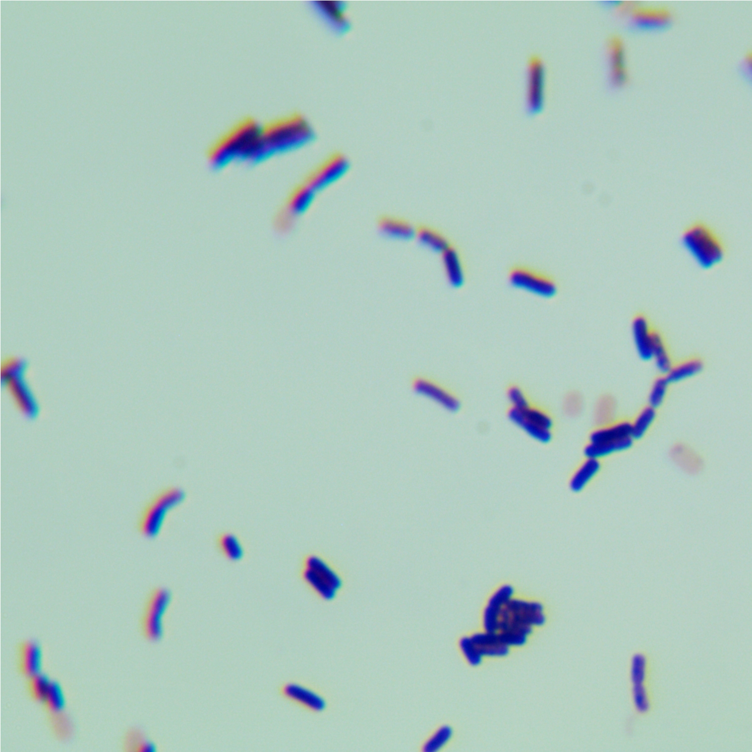 Bacillus subtilis-BNCC