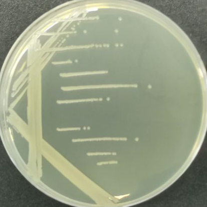 Bacillus subtilis-BNCC