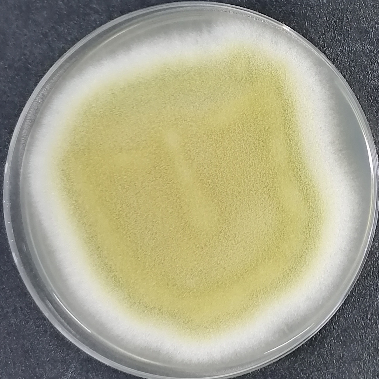 Aspergillus oryzae-BNCC