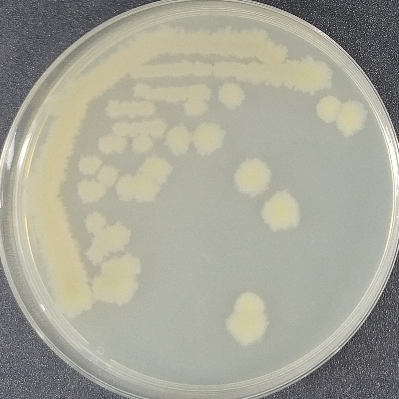 Bacillus amyloliquefaciens-BNCC