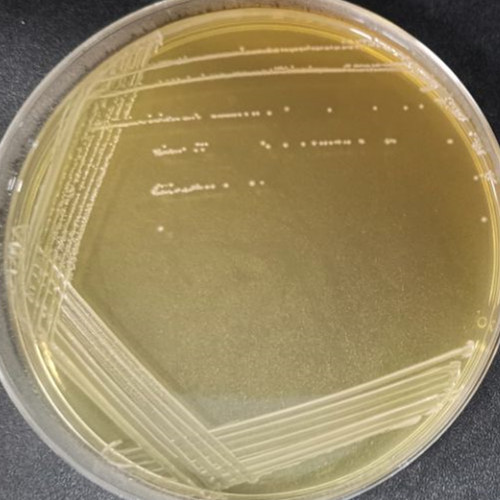 Lactobacillus acidophilus-BNCC