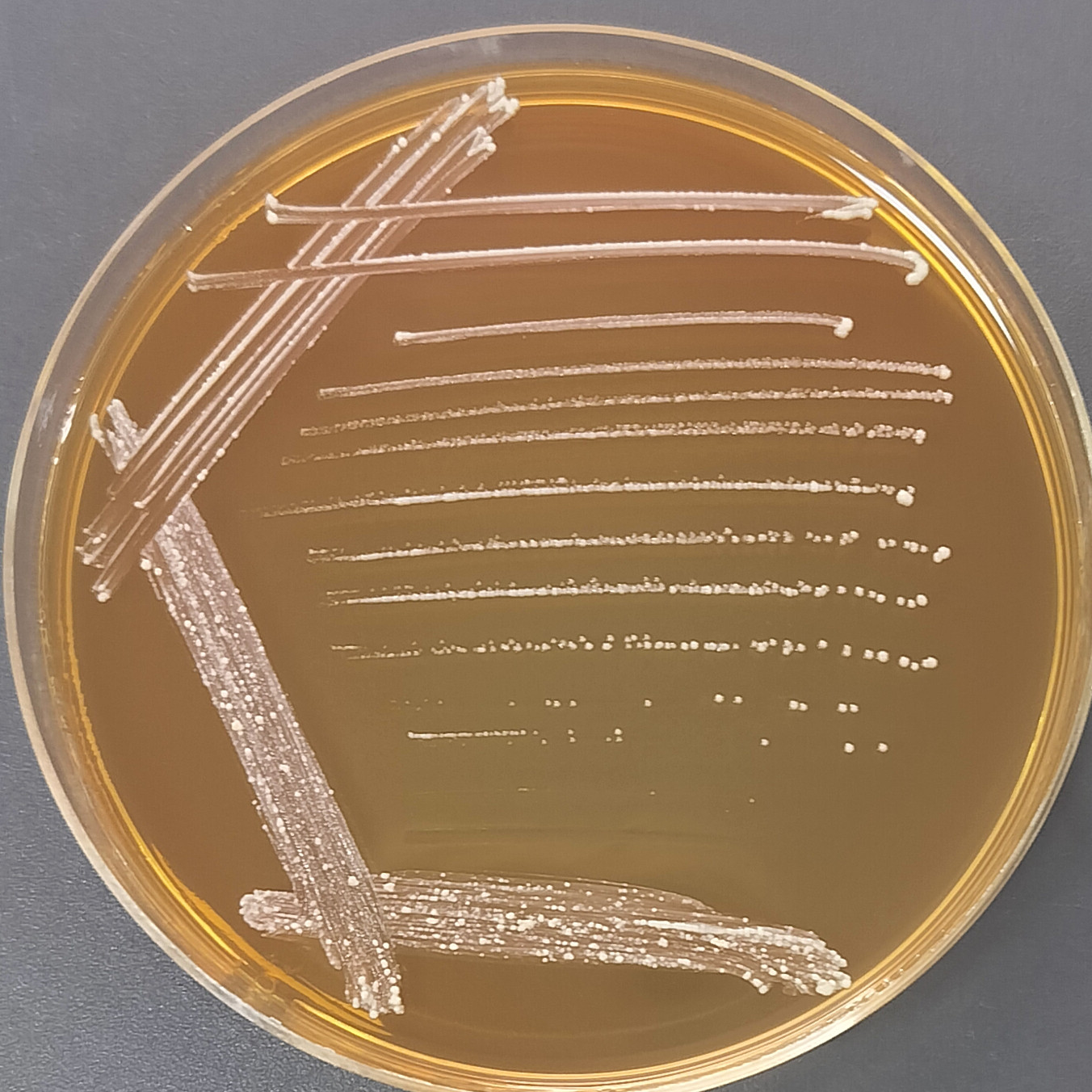 Lactobacillus rhamnosus-BNCC