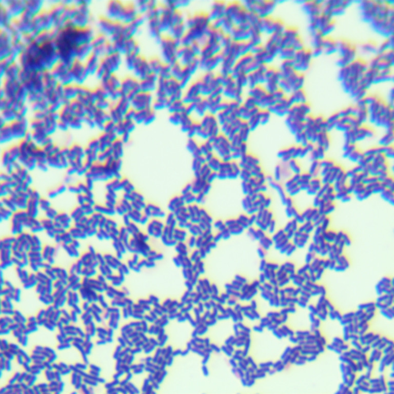 Lactobacillus rhamnosus-BNCC