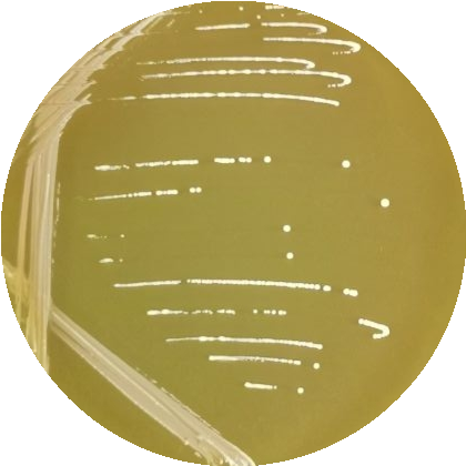 Lactobacillus plantarum subspecies-BNCC