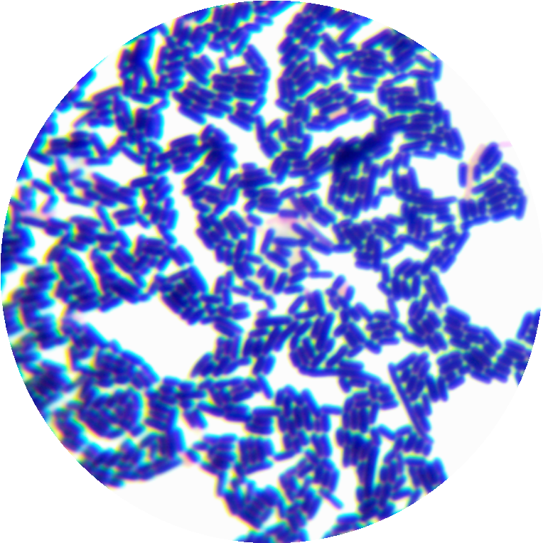 Lactobacillus plantarum subspecies-BNCC