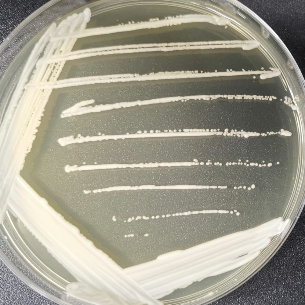 Candida albicans-BNCC