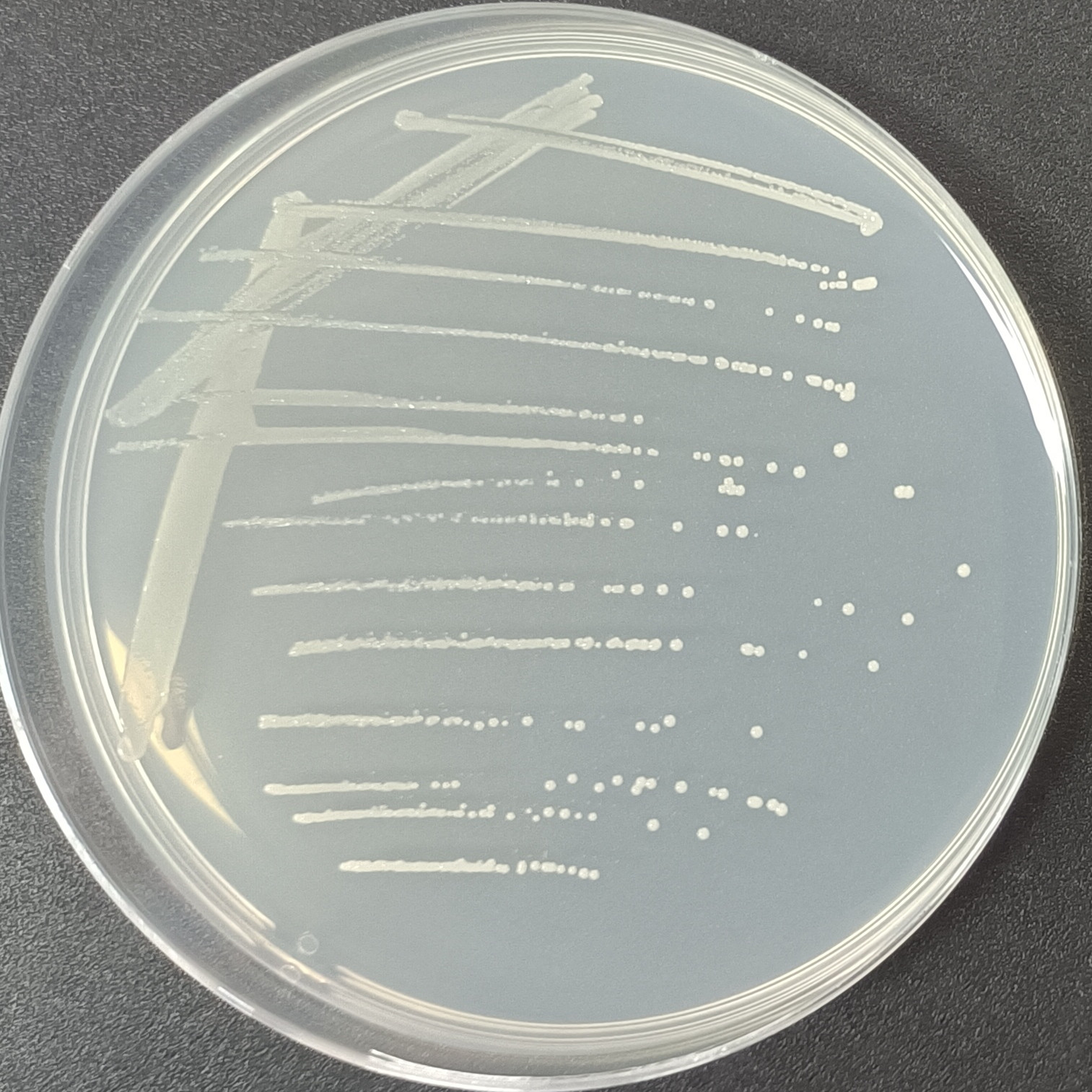 Riverbed rhizobia-BNCC