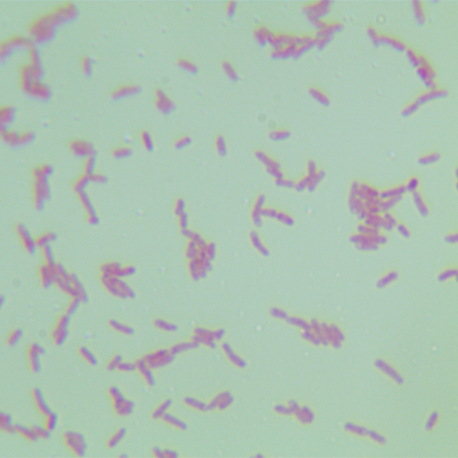 Riverbed rhizobia-BNCC